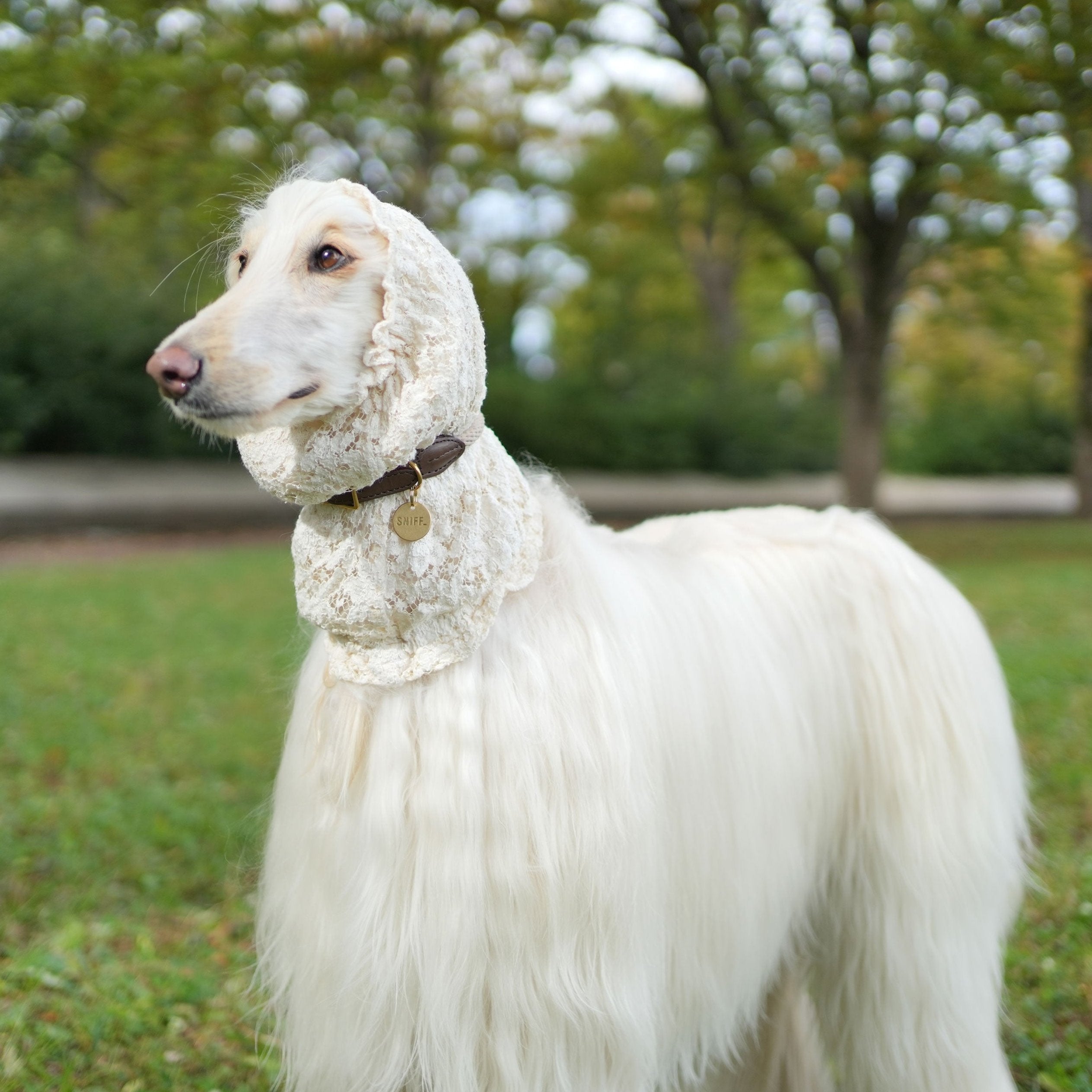 Engagement Collar Sand