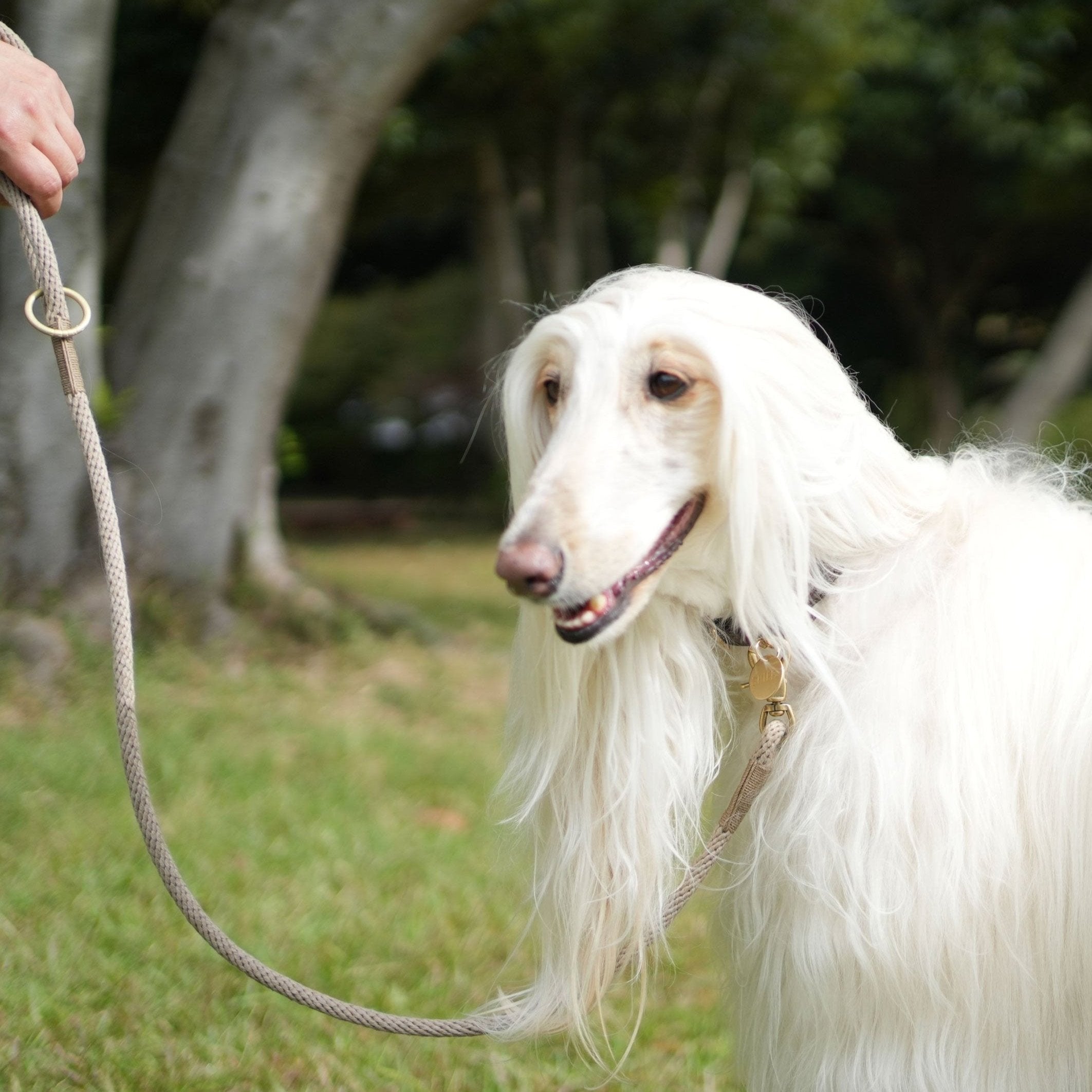 Engagement Leash Sand