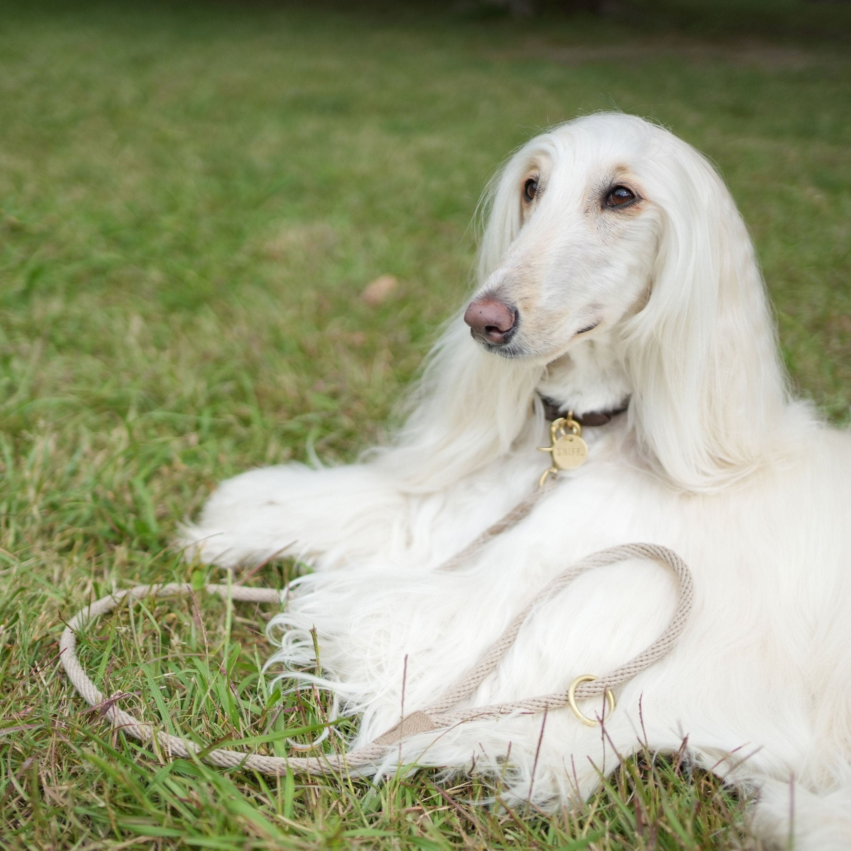 Engagement Leash Sand