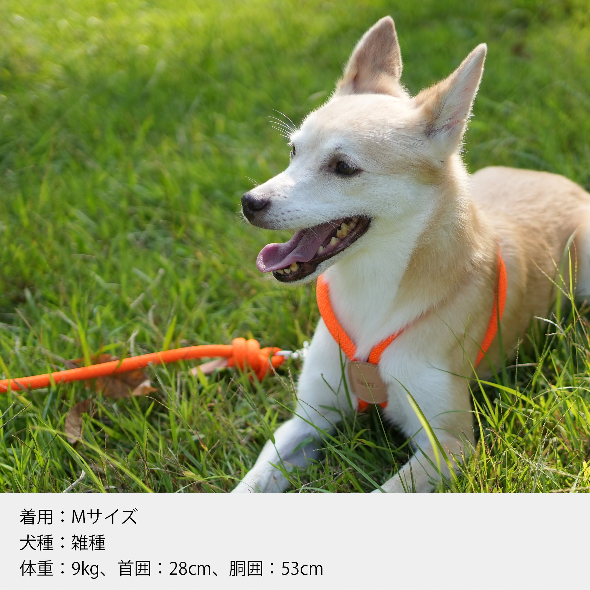 Arch Harness Beige