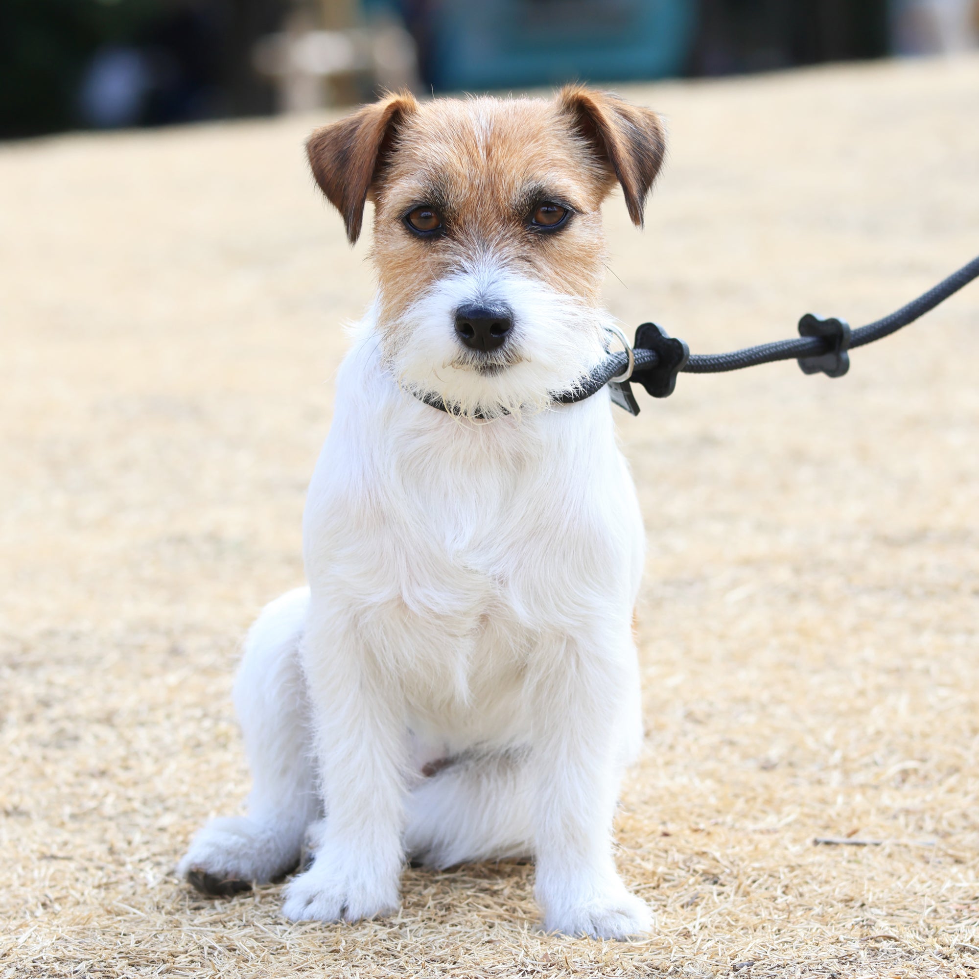 Arch Leash One Pink