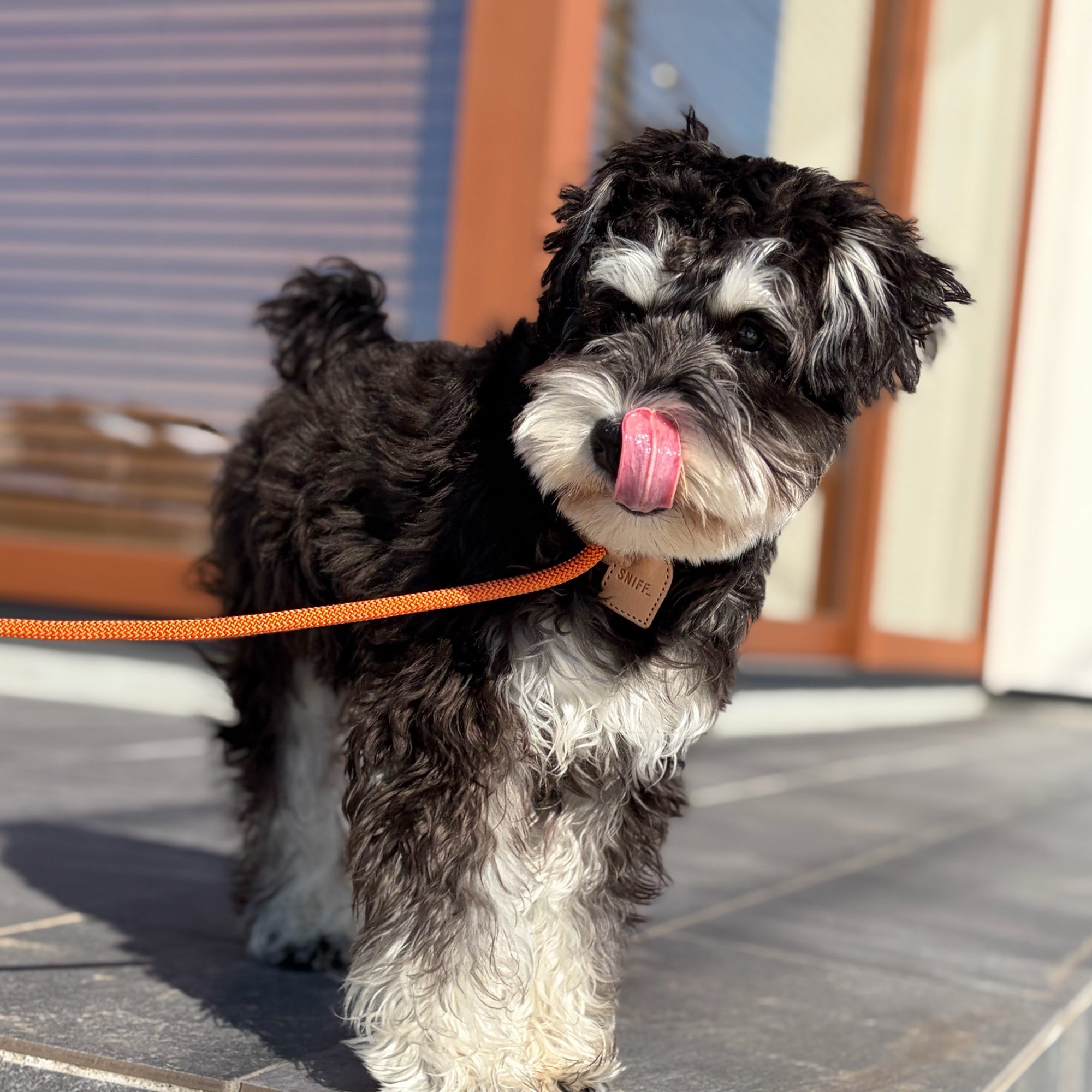 Arch Leash One Pink