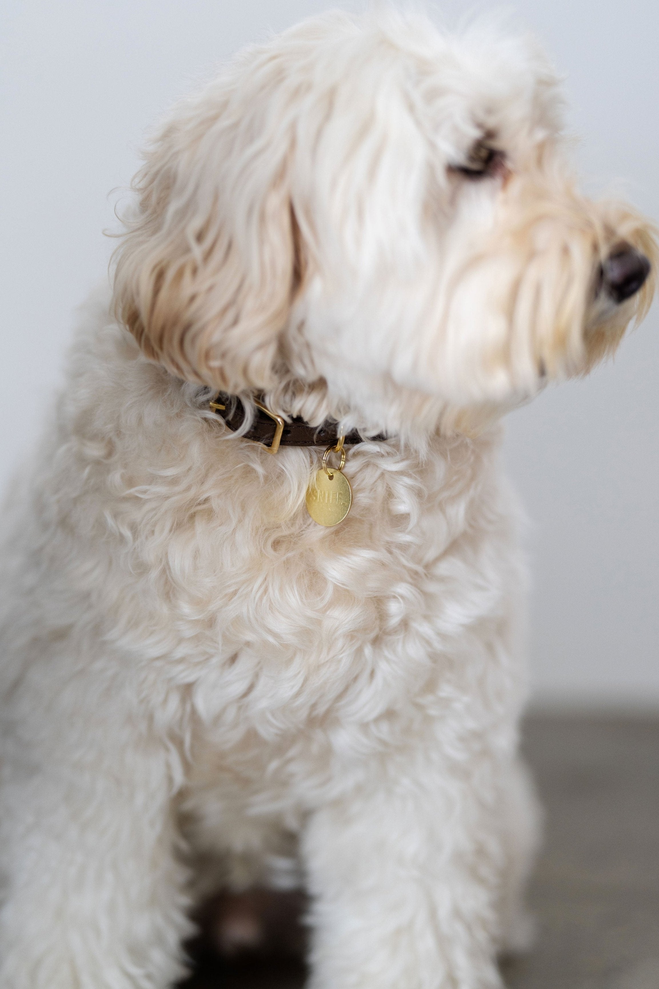 Engagement Collar Soil