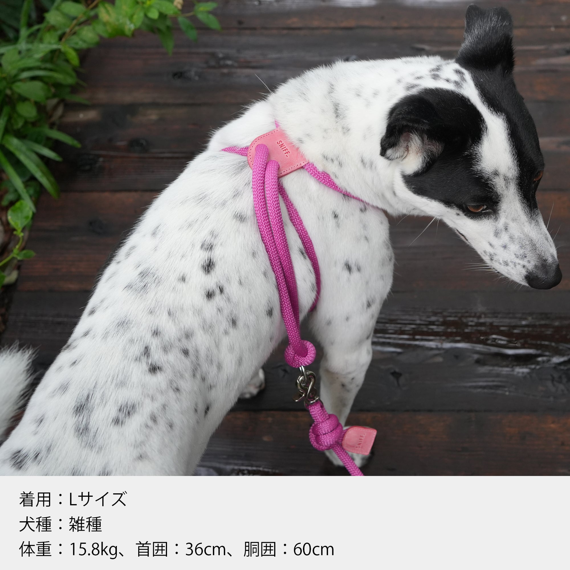 Arch Harness Beige