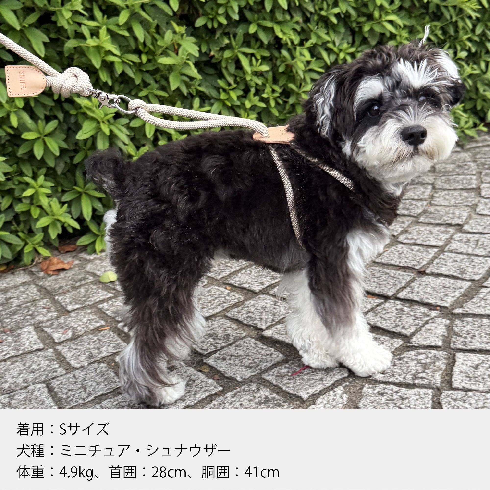 Arch Harness Beige