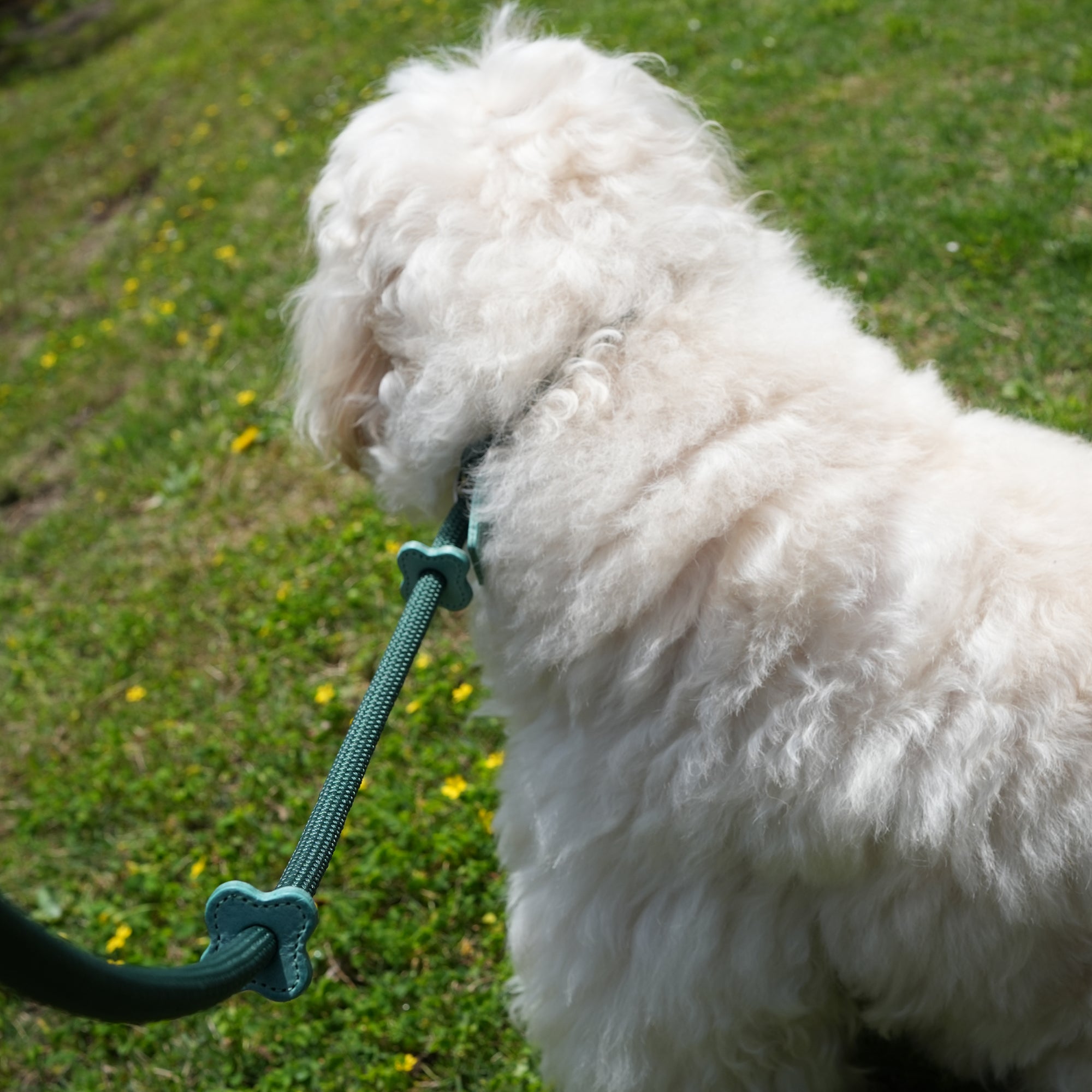 Arch Leash One Pink