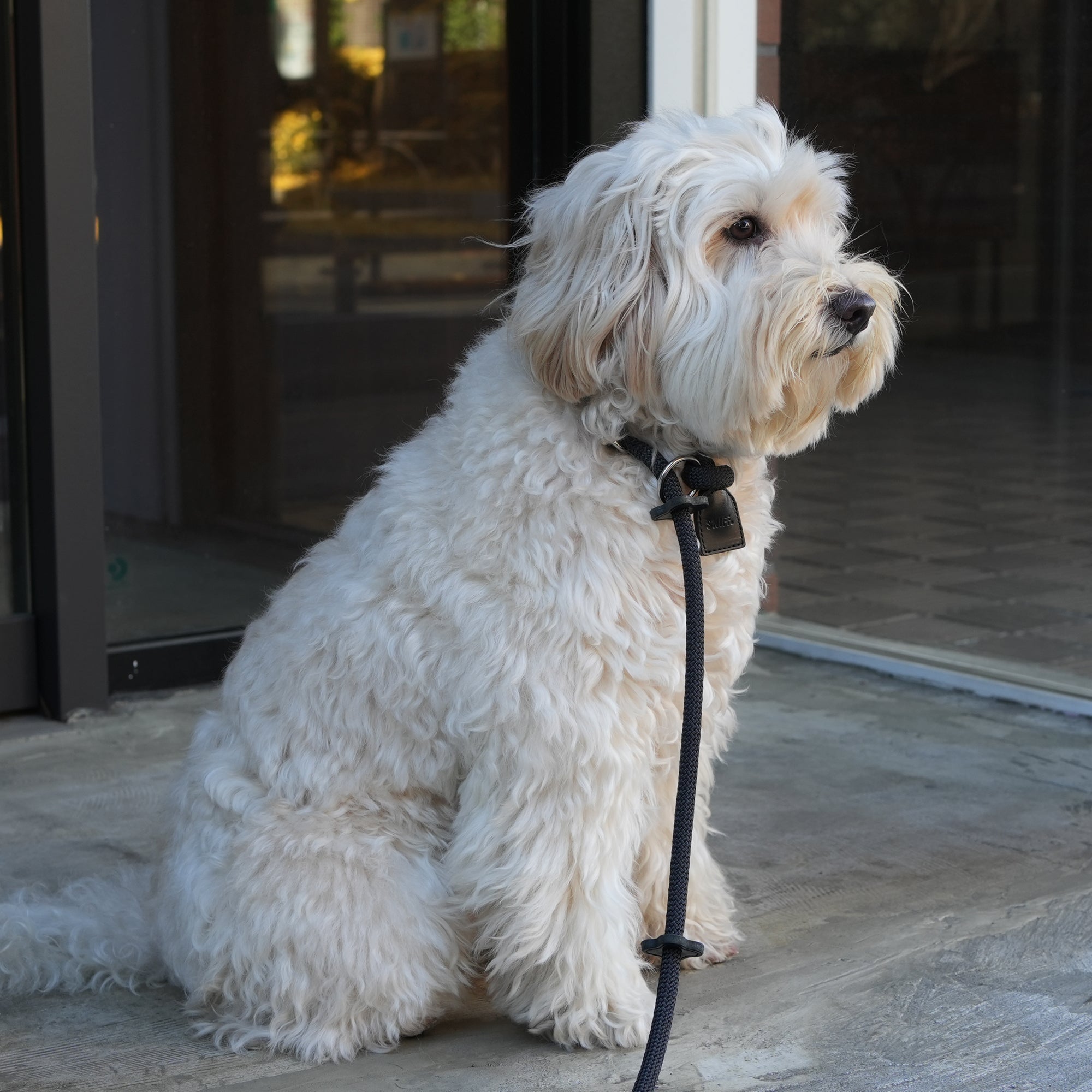 Arch Leash One Orange