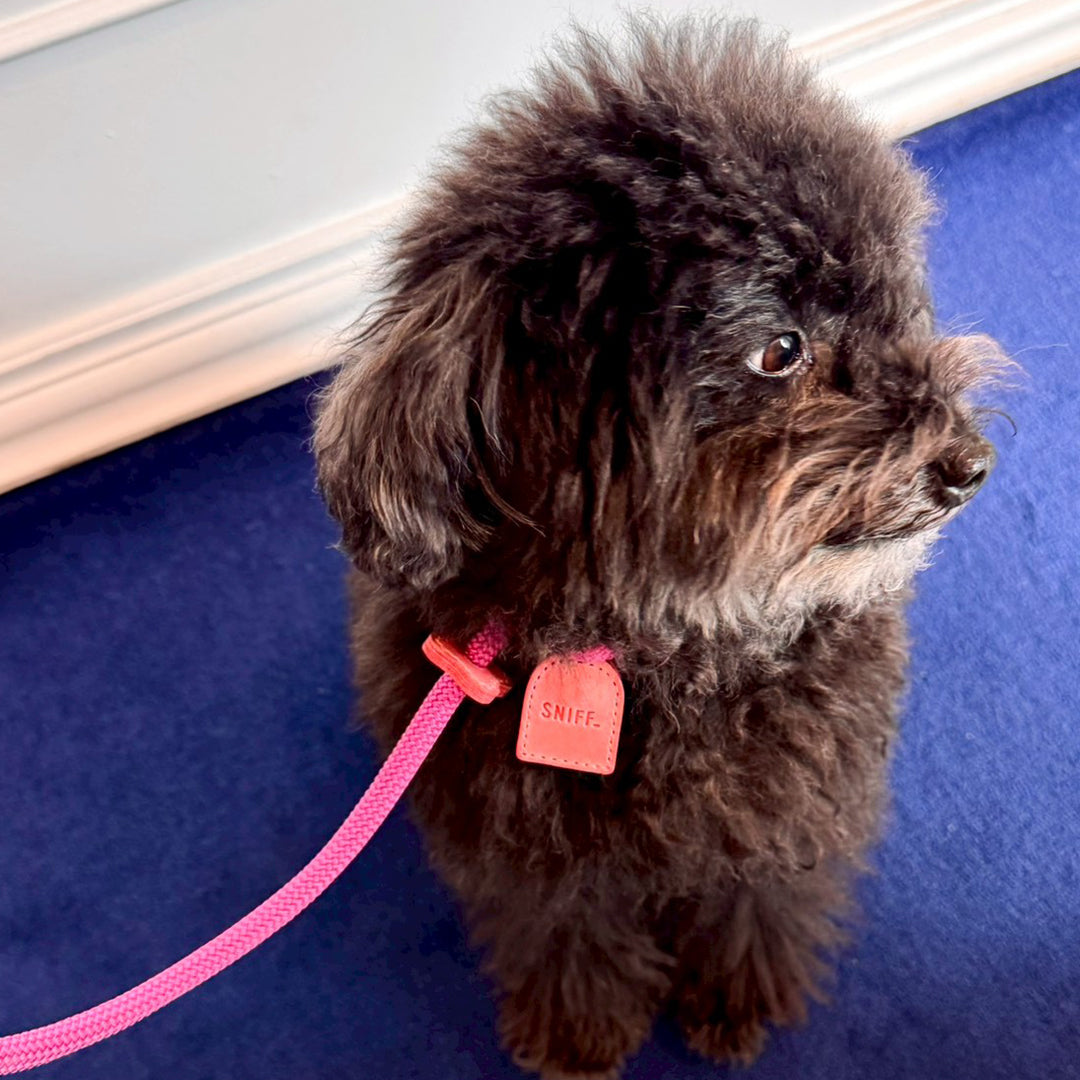Arch Leash One Pink