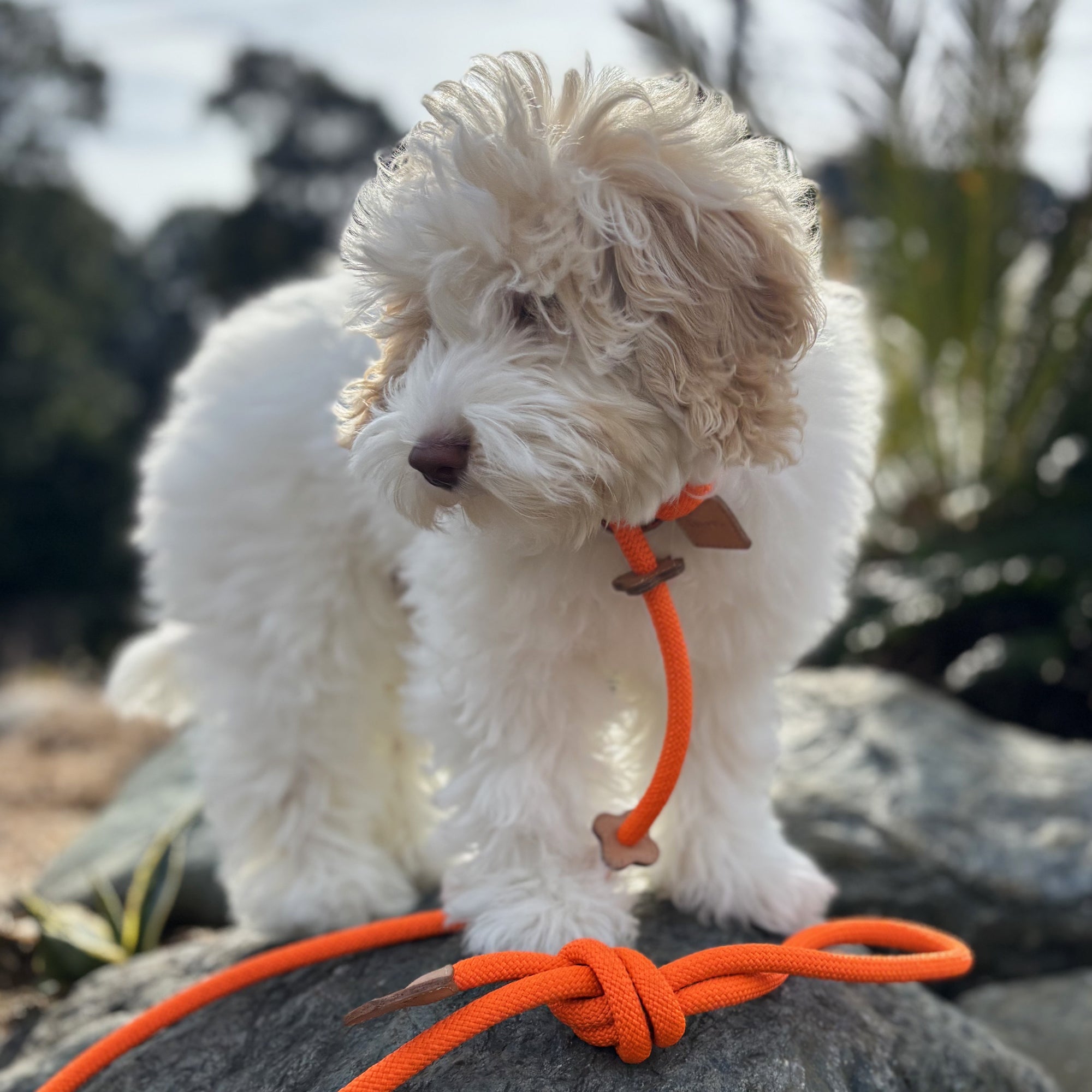 Arch Leash One Pink